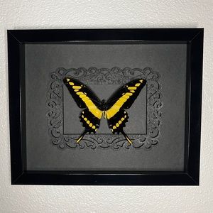 REAL Preserved King Swallowtail Butterfly Display Frame